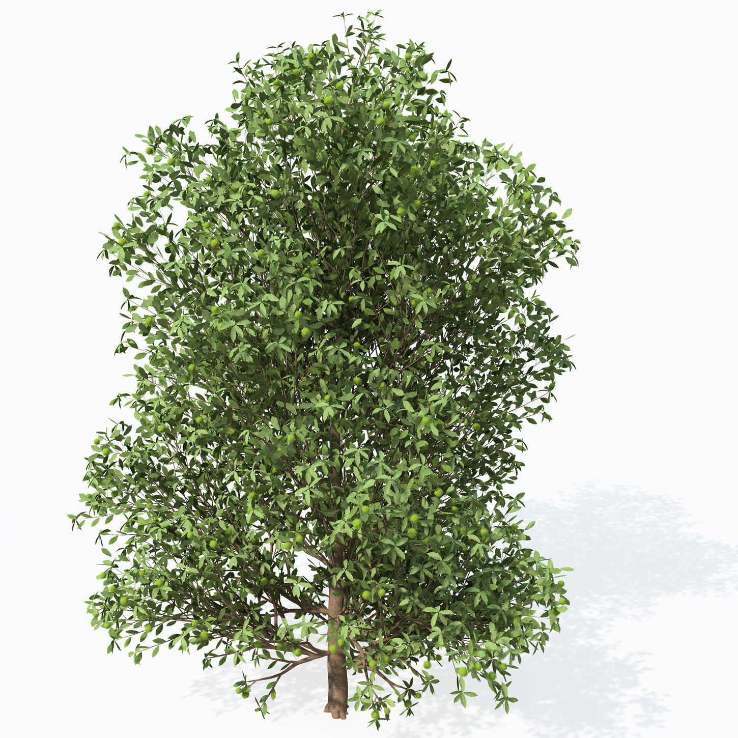 XfrogPlants Chestnut Free 3D model_6