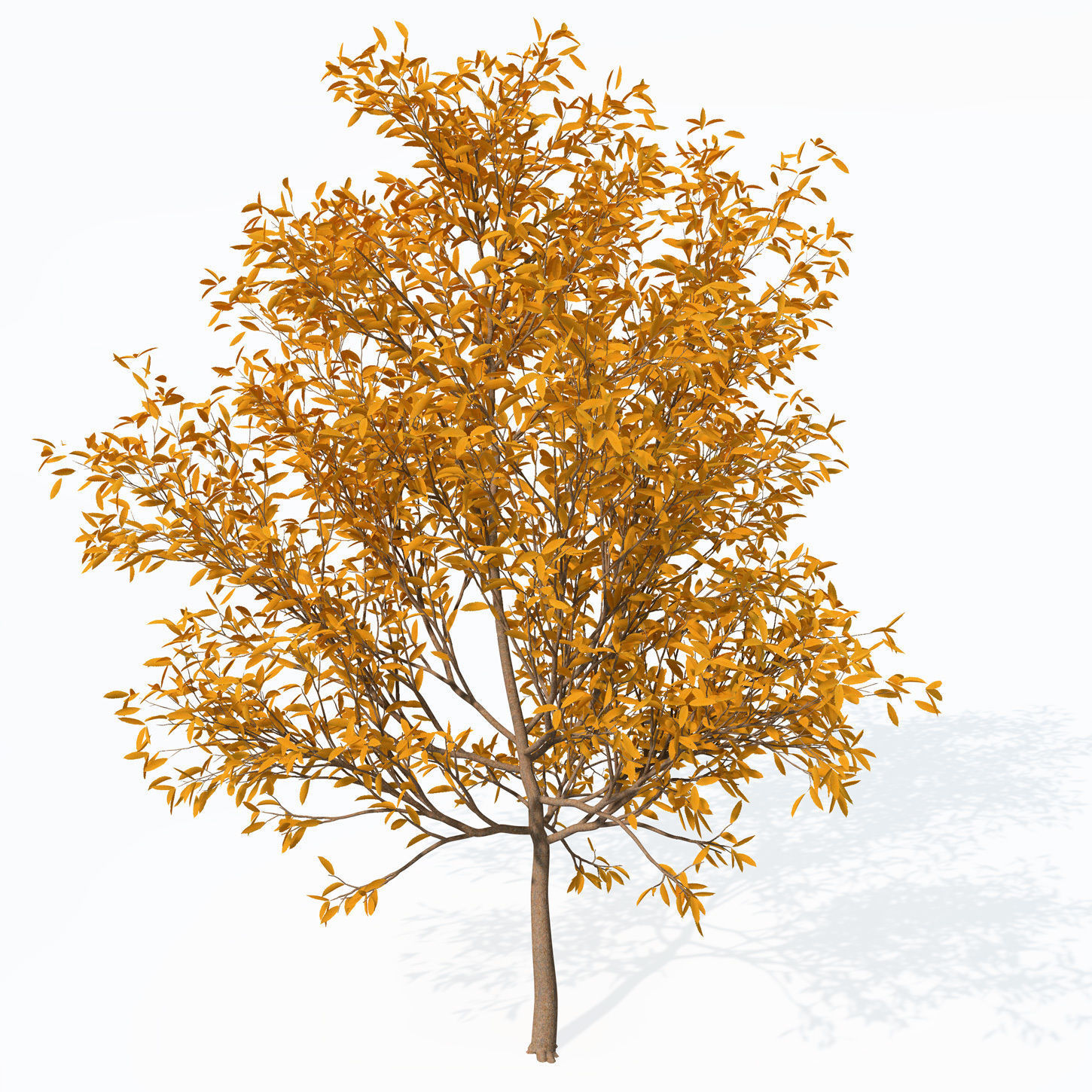XfrogPlants Chestnut Free 3D model_5