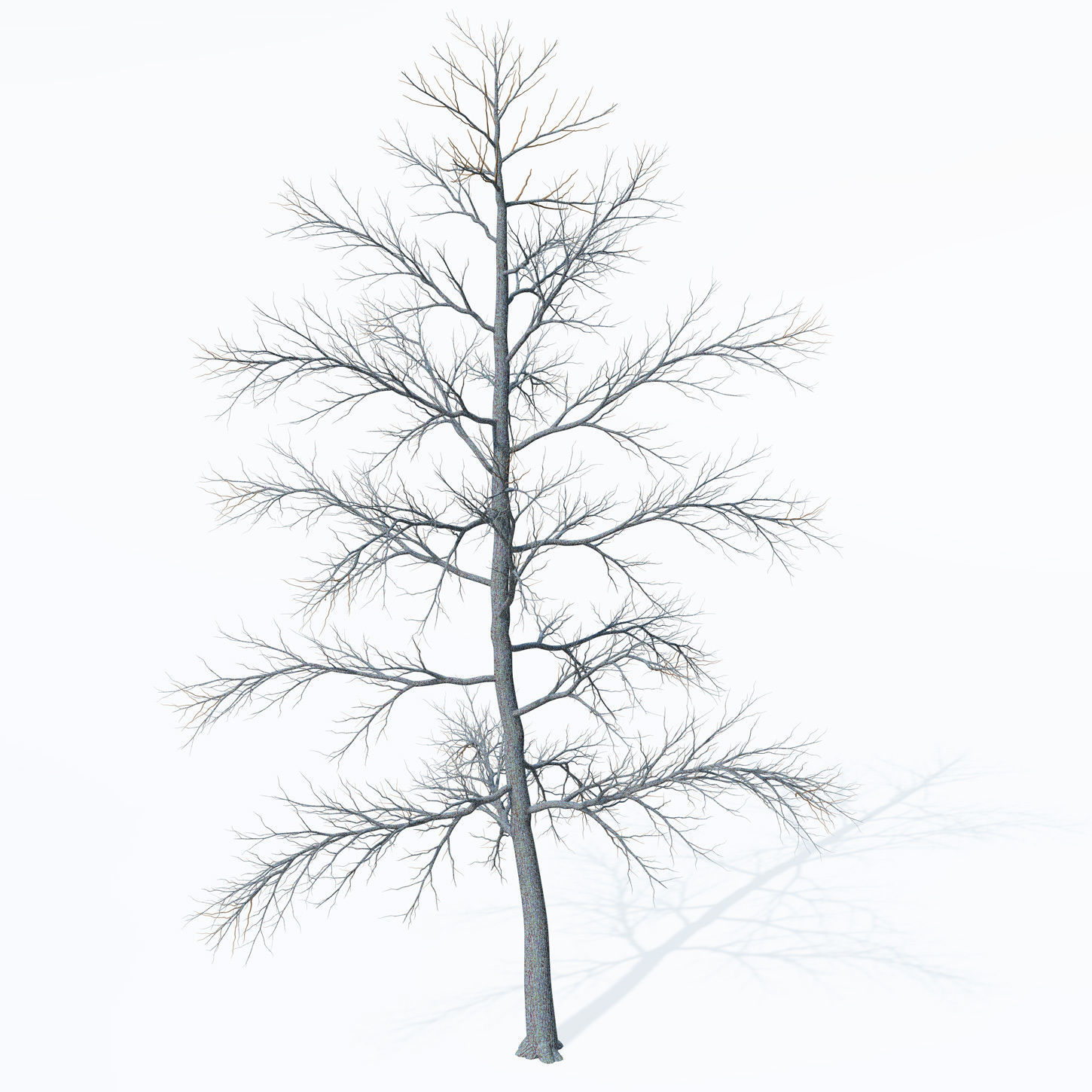 XfrogPlants Chestnut Free 3D model_8