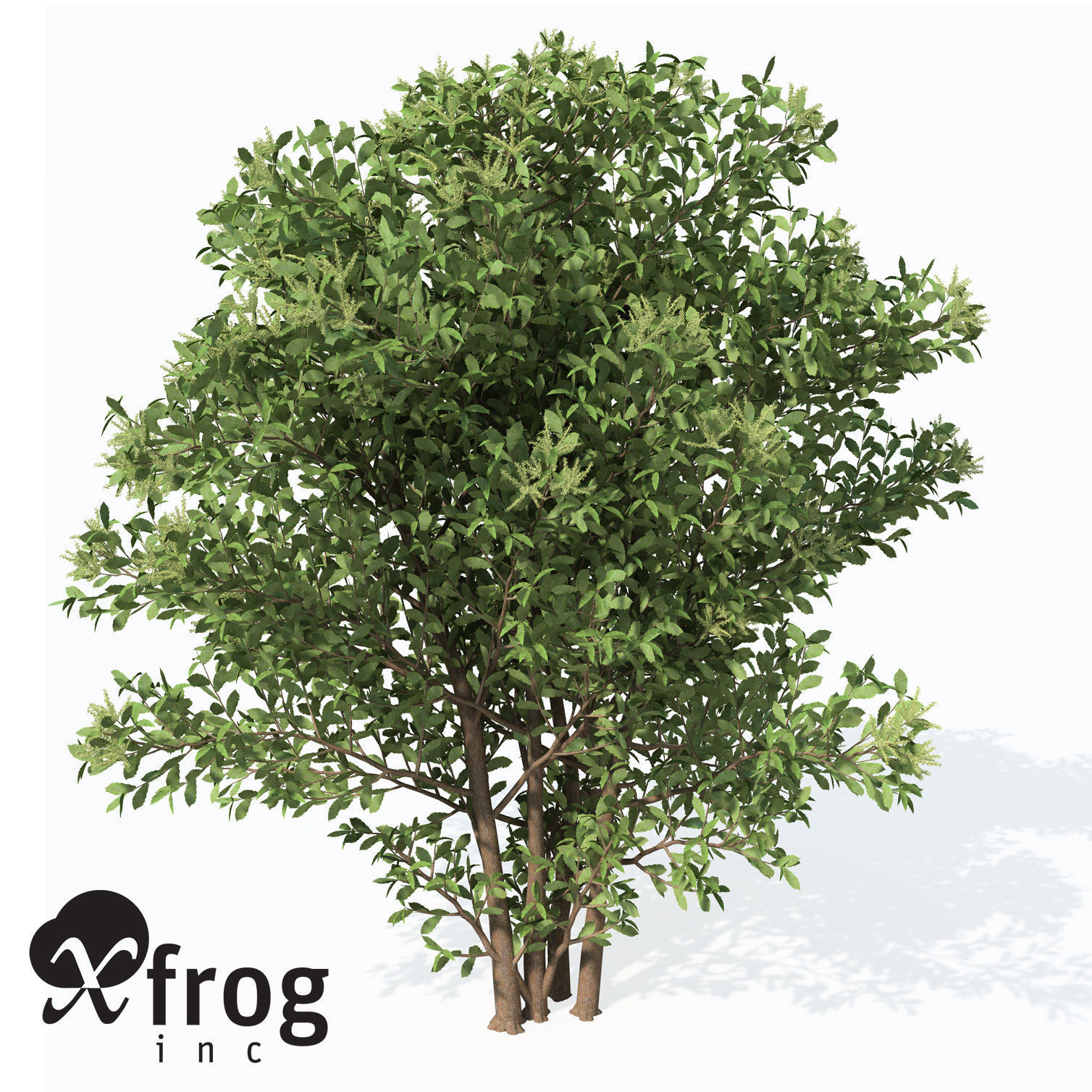 XfrogPlants Chestnut Free 3D model_4