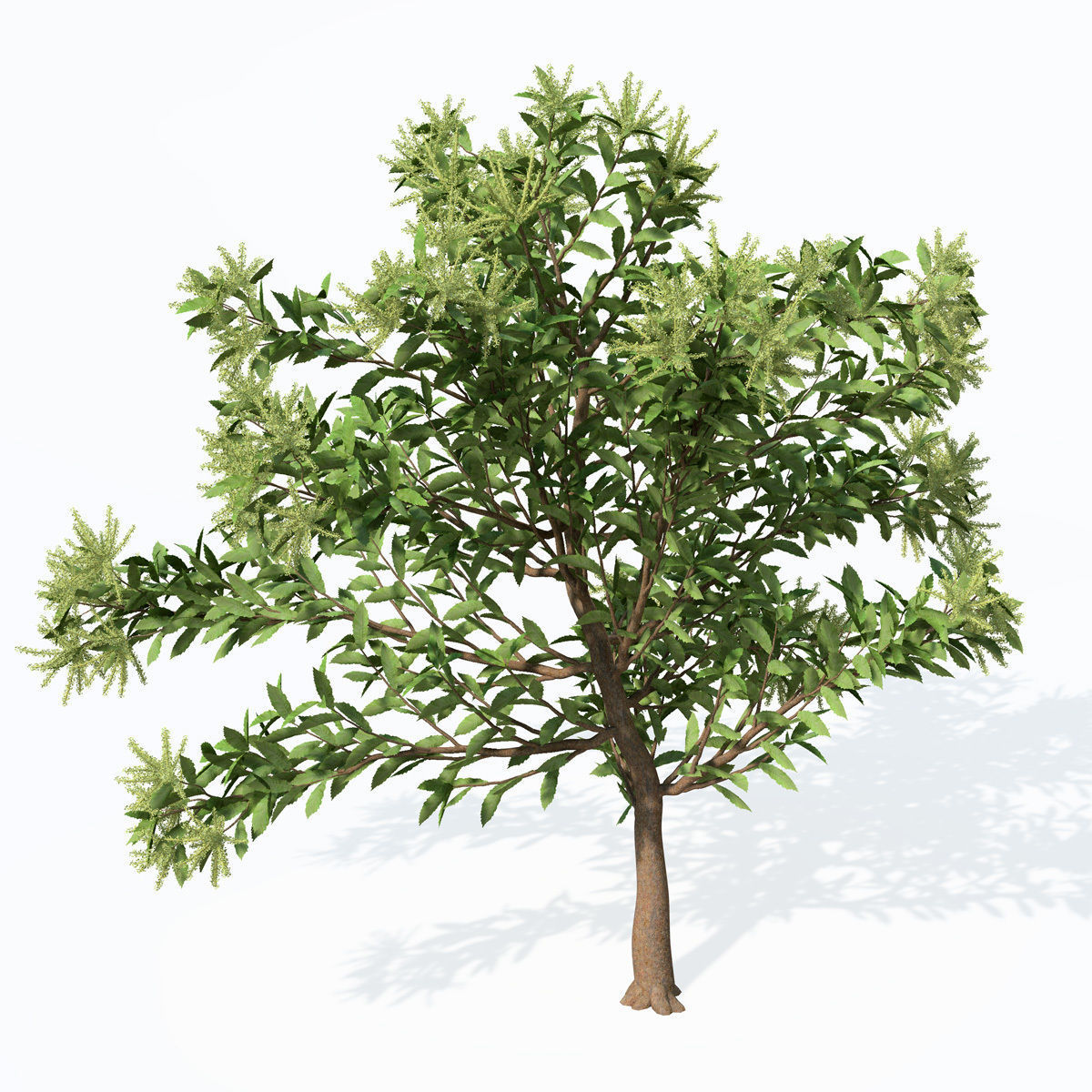 XfrogPlants Chestnut Free 3D model_7