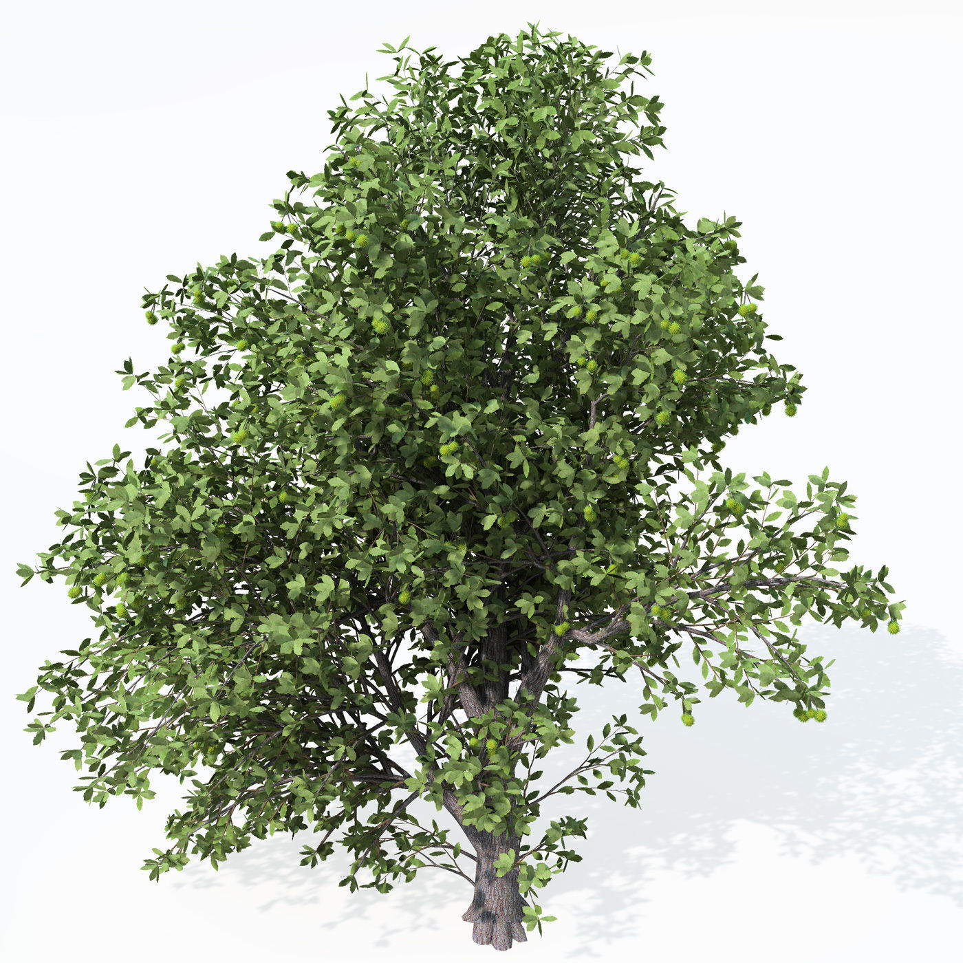 XfrogPlants Chestnut Free 3D model_1