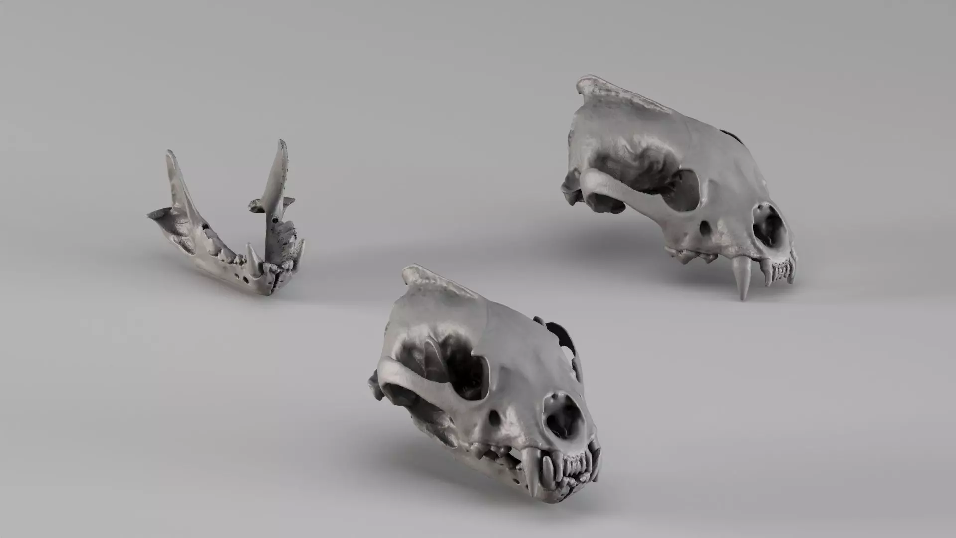 001728 Wolverine Skull and Separate Lower Jaw Raw 3D Scan 3D print model