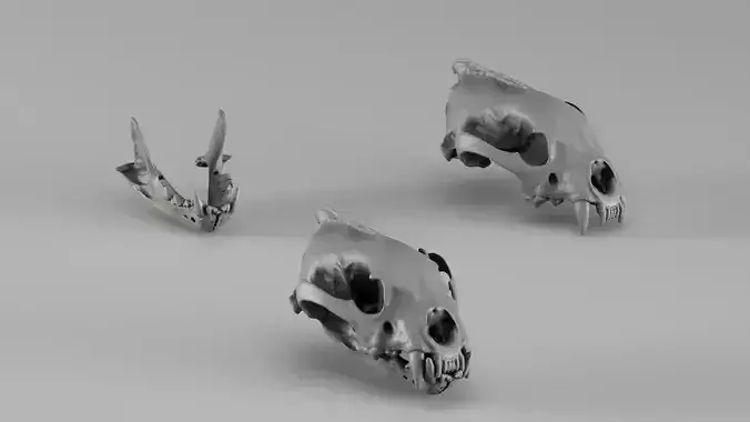 001728 Wolverine Skull Raw 3D Scan