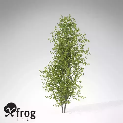 XfrogPlants European Aspen 3D model