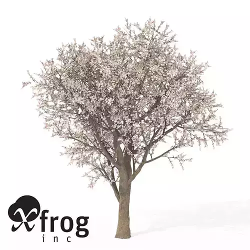XfrogPlants Apricot Tree 3D model