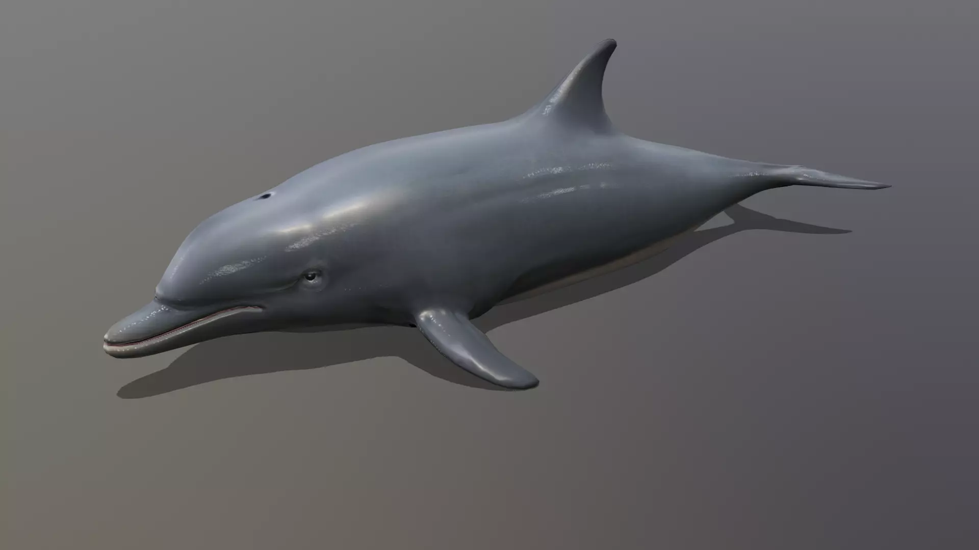 dolphin Low-poly 3D model