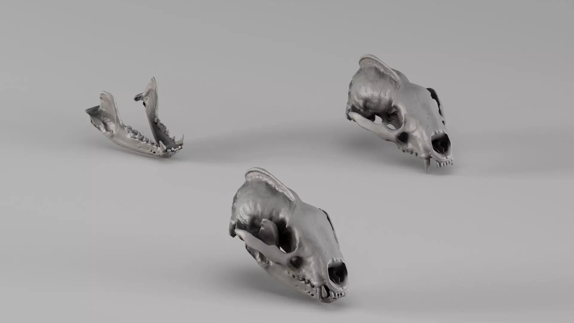 001729 Badger Skull and Separate Lower Jaw Raw 3D Scan 3D print model