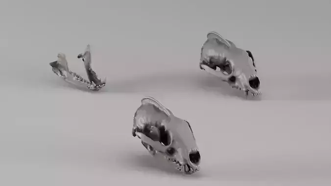 001729 Badger Skull Raw 3D Scan