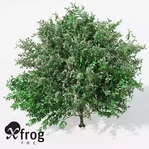 XfrogPlants European Fly Honeysuckle