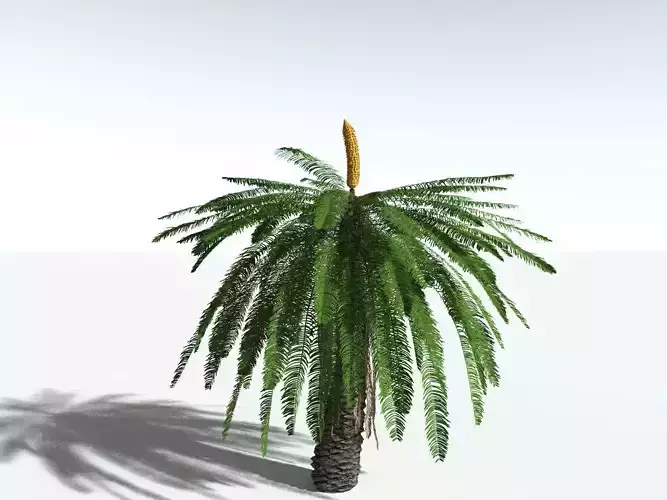 EVERYPlant Pseudoctenis Eathiensis