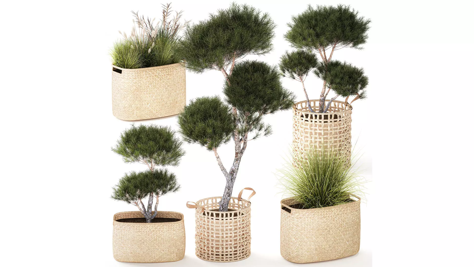Topiary bushes trees pine spruce basket Pampas set 3D model