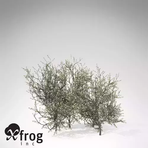 XfrogPlants Blackthorn 3D model