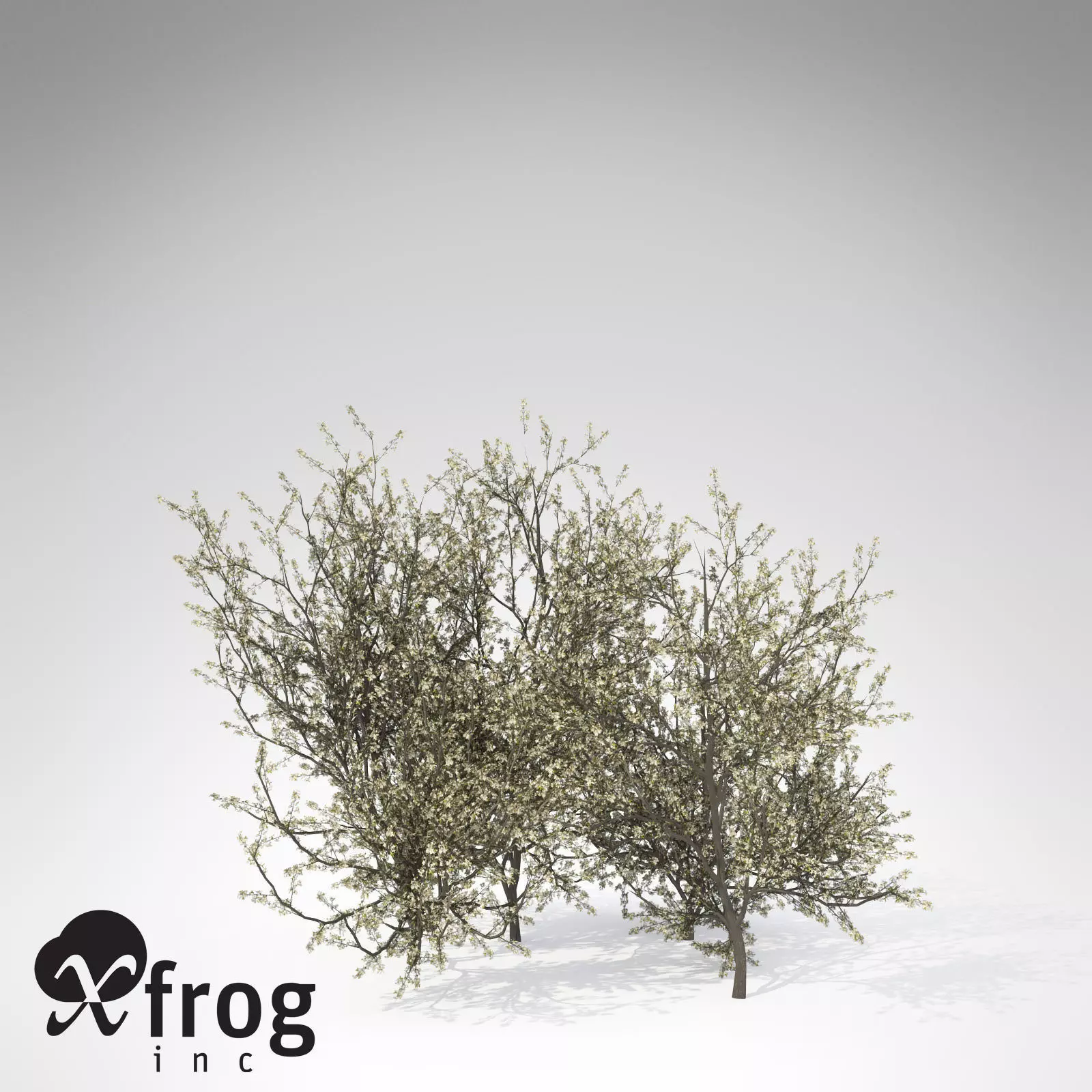 XfrogPlants Blackthorn 3D model_0