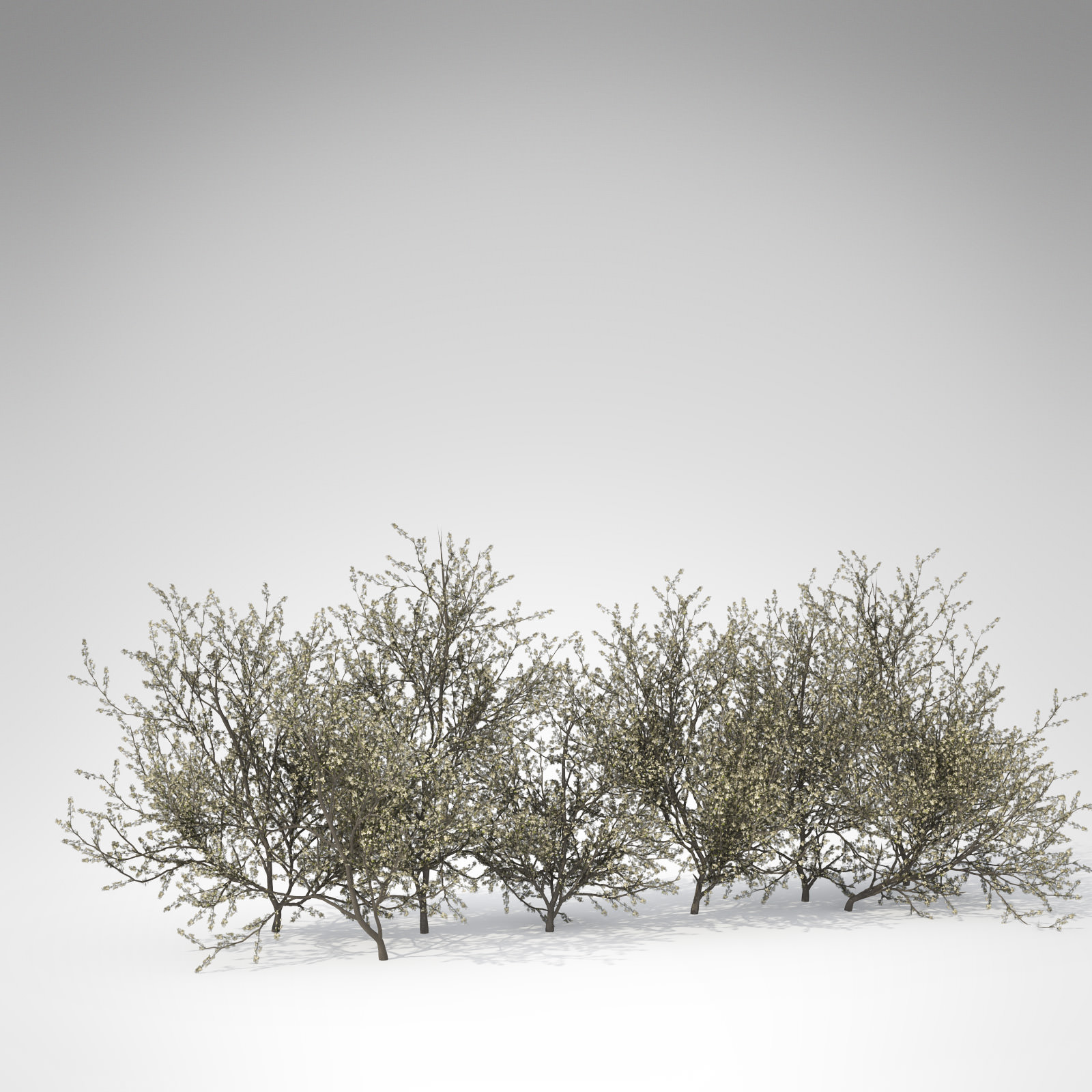 XfrogPlants Blackthorn 3D model_2