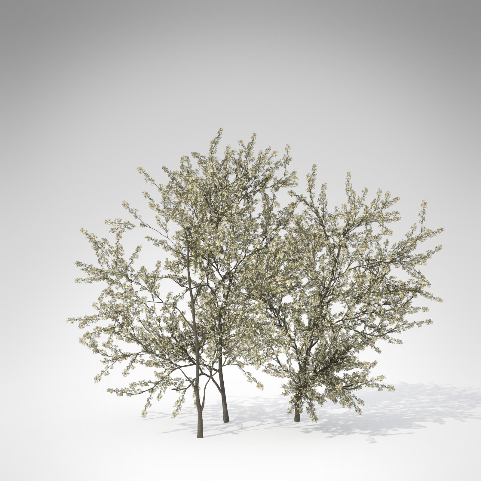 XfrogPlants Blackthorn 3D model_1