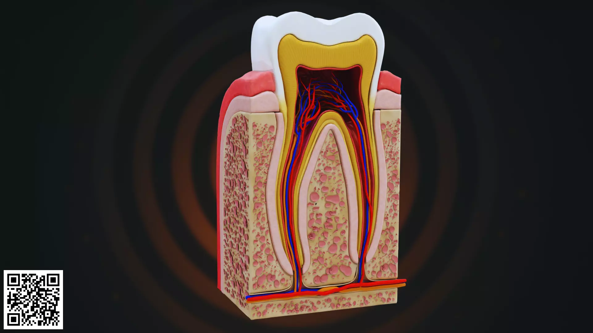 Human Molar Tooth Anatomy Section 3D model