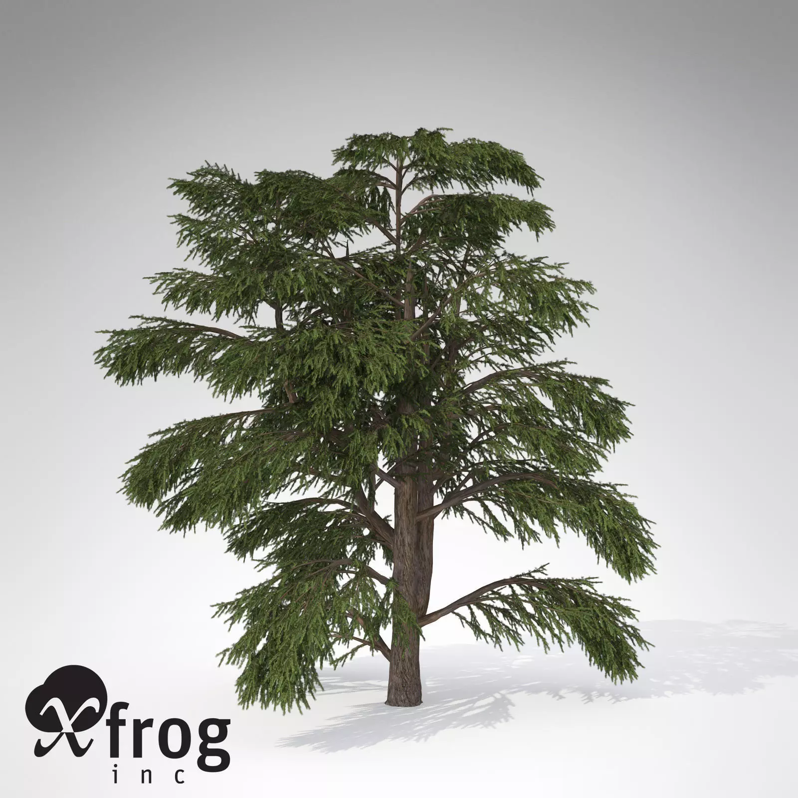 XfrogPlants Lebanon Cedar 3D model