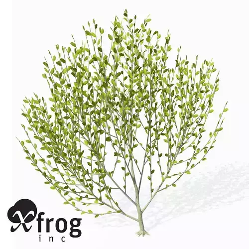 XFrogPlants Pussy Willow 3D model