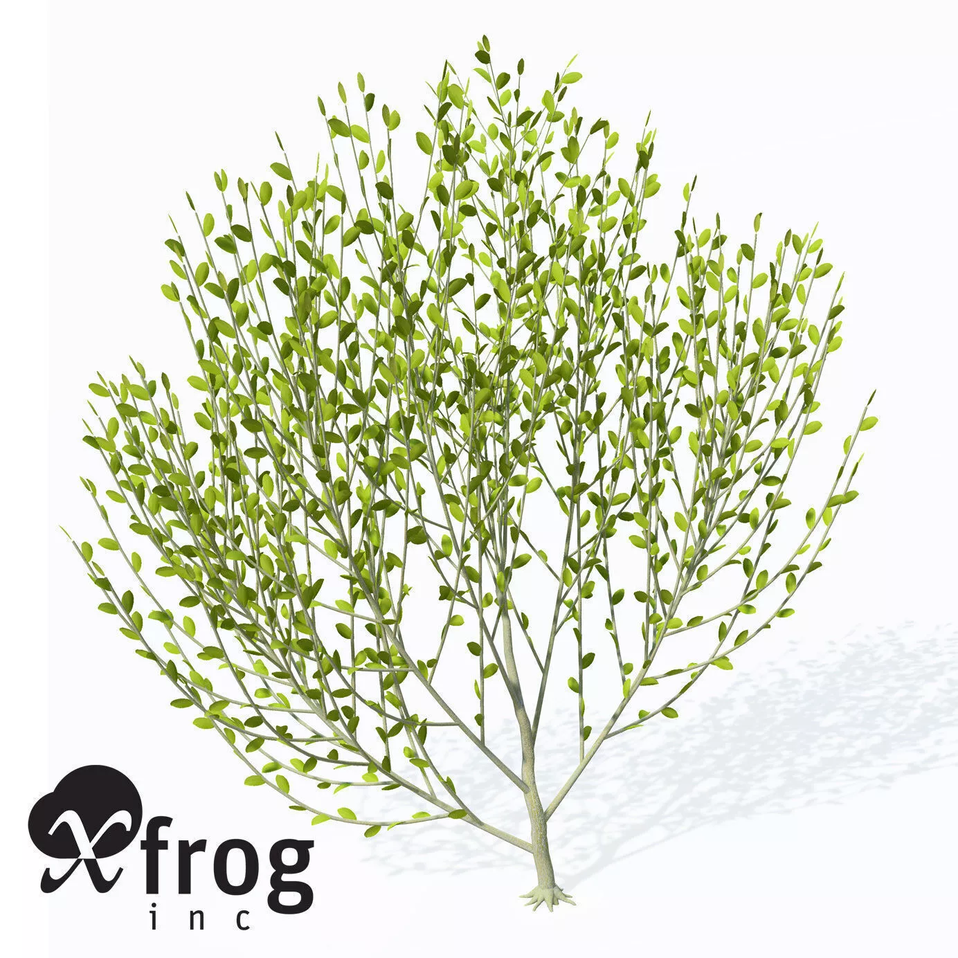 XFrogPlants Willow 3D model