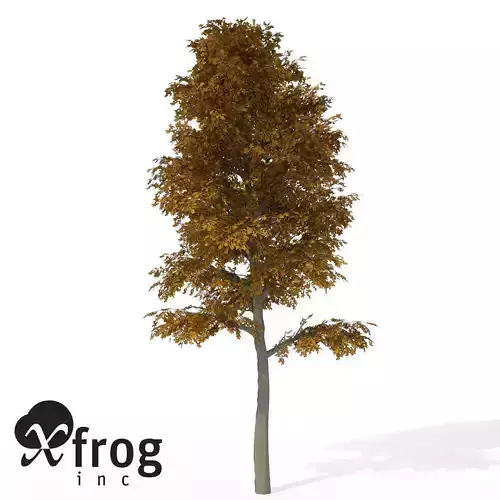 XfrogPlants Autumn European Beech
