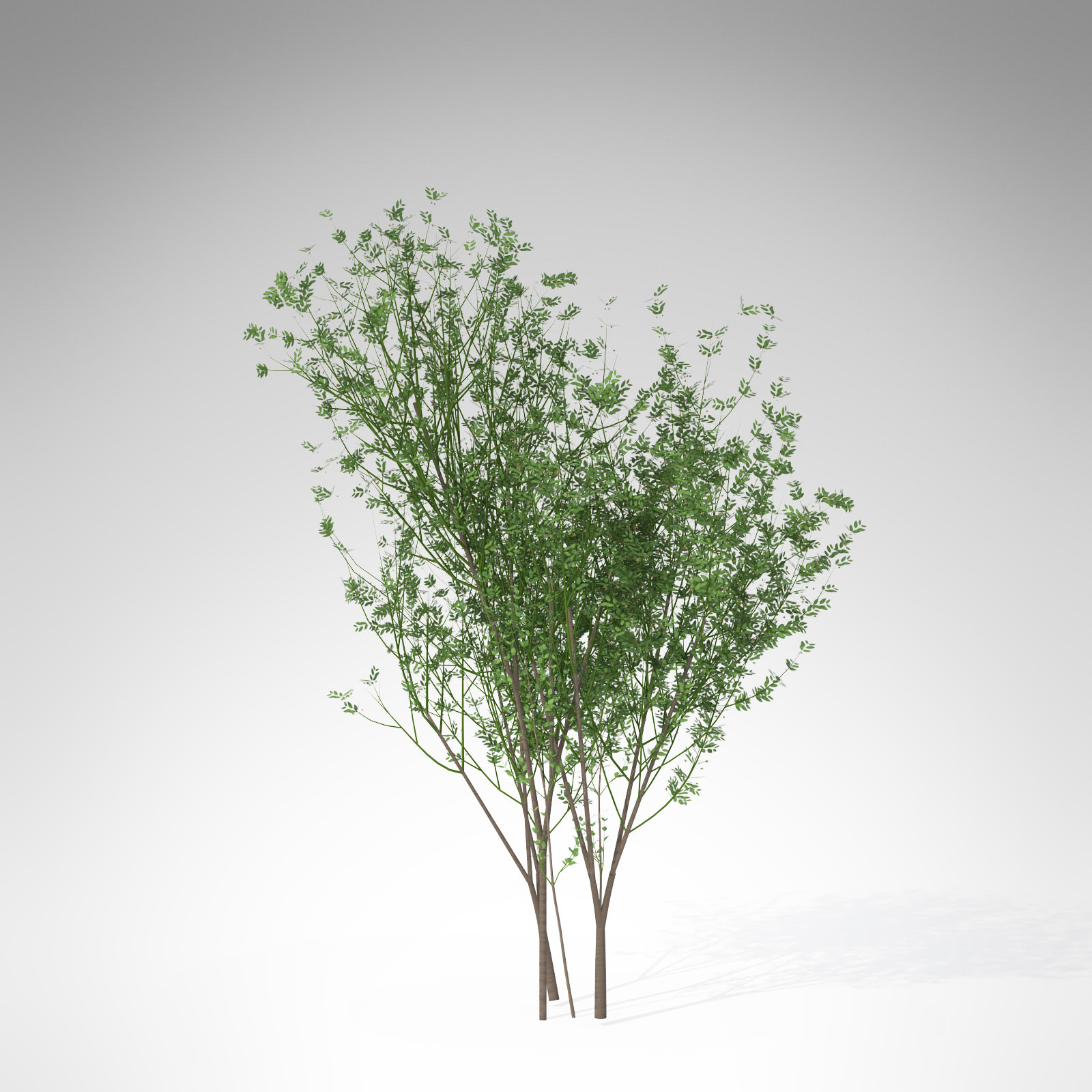 XfrogPlants European Spindle Tree 3D model_2