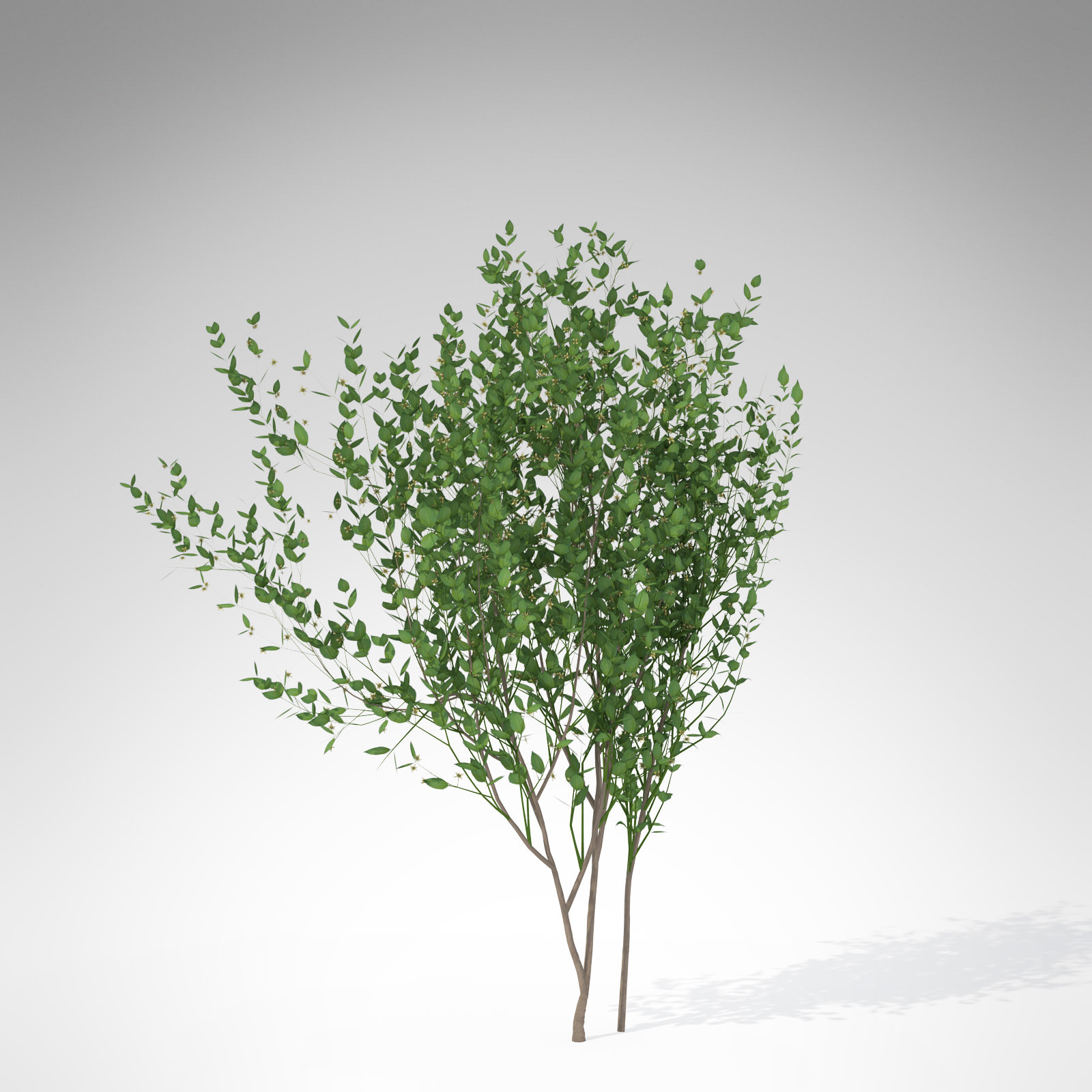 XfrogPlants European Spindle Tree 3D model_1