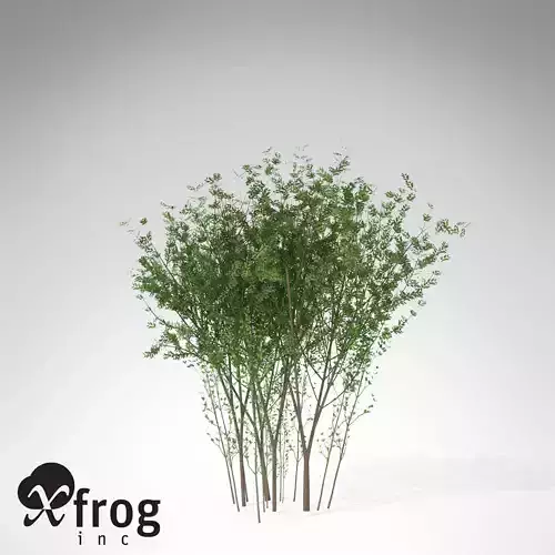 XfrogPlants European Spindle Tree