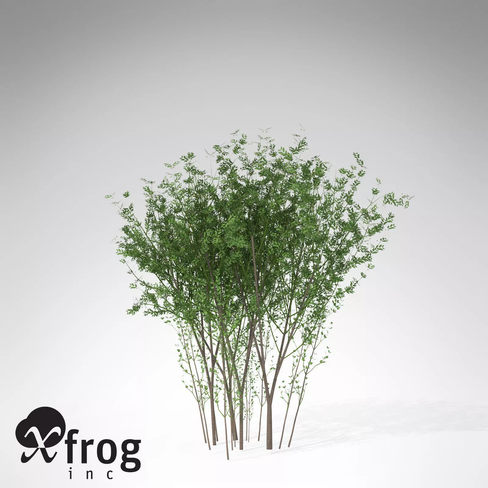 XfrogPlants European Spindle Tree 3D model_0