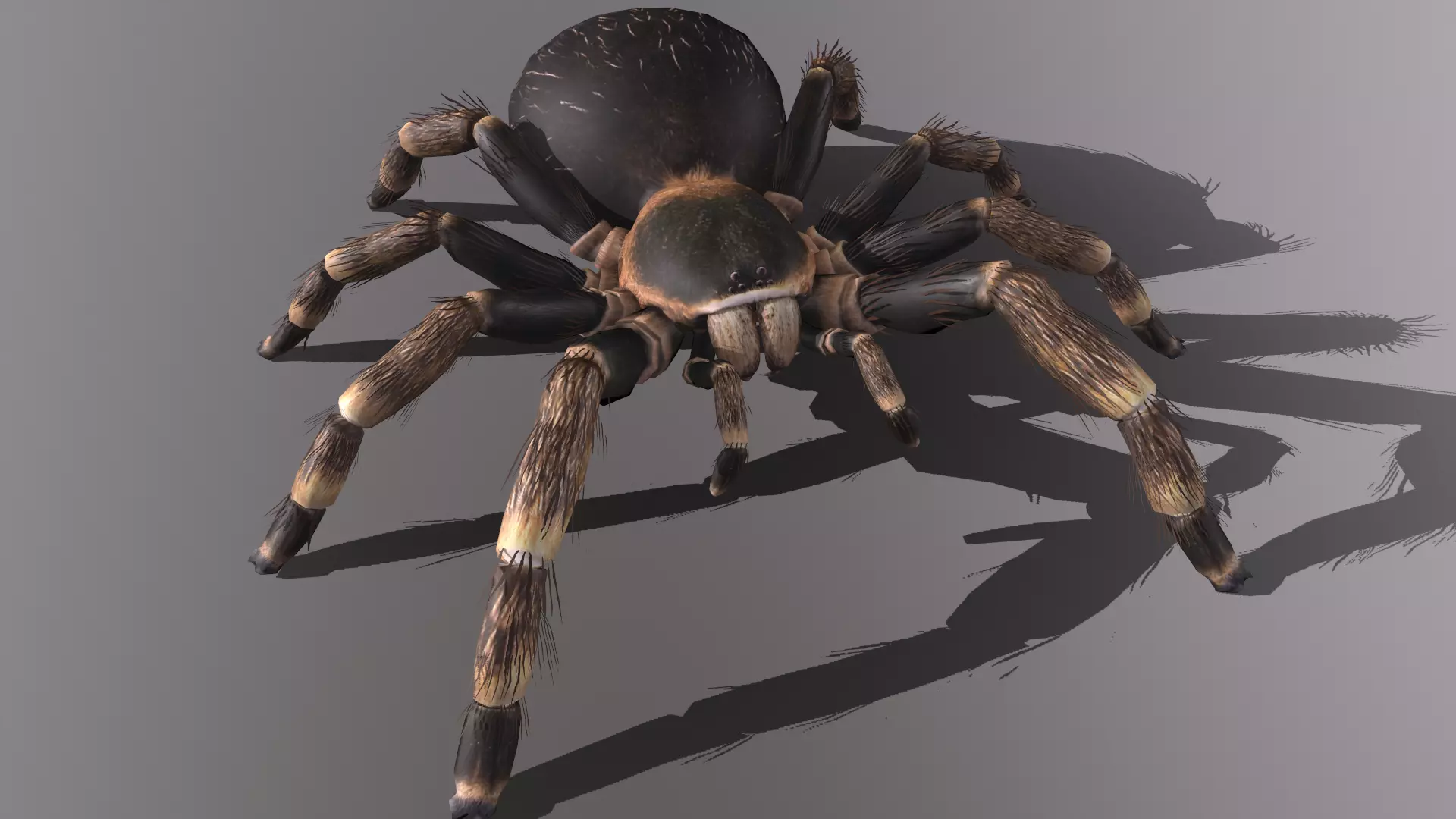 Tarantula Low-poly 3D model