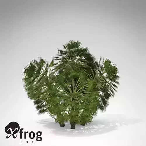 XfrogPlants Mediterranean Fan Palm 3D model