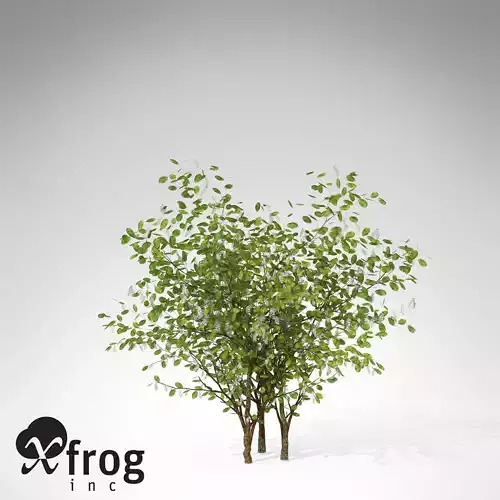 XfrogPlant European Bird Cherry
