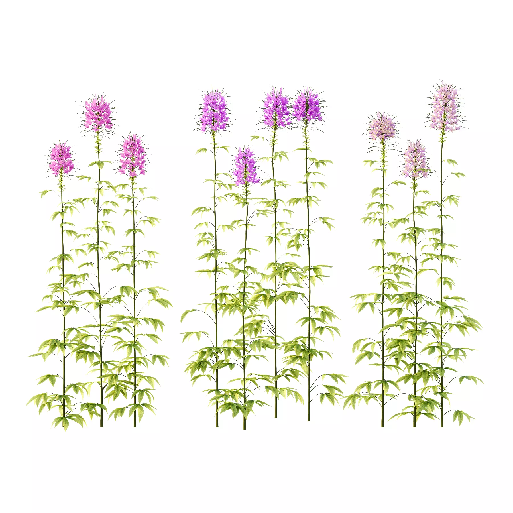 Cleome spinosa Pink Spiny Spider flower Plants 01 3D model