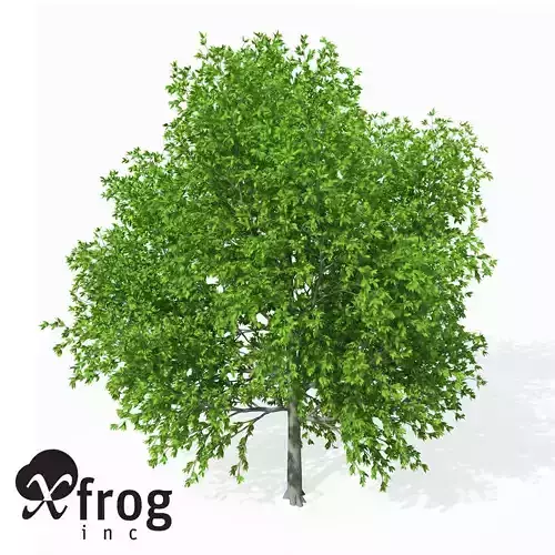 XfrogPlants European Hop Hornbeam
