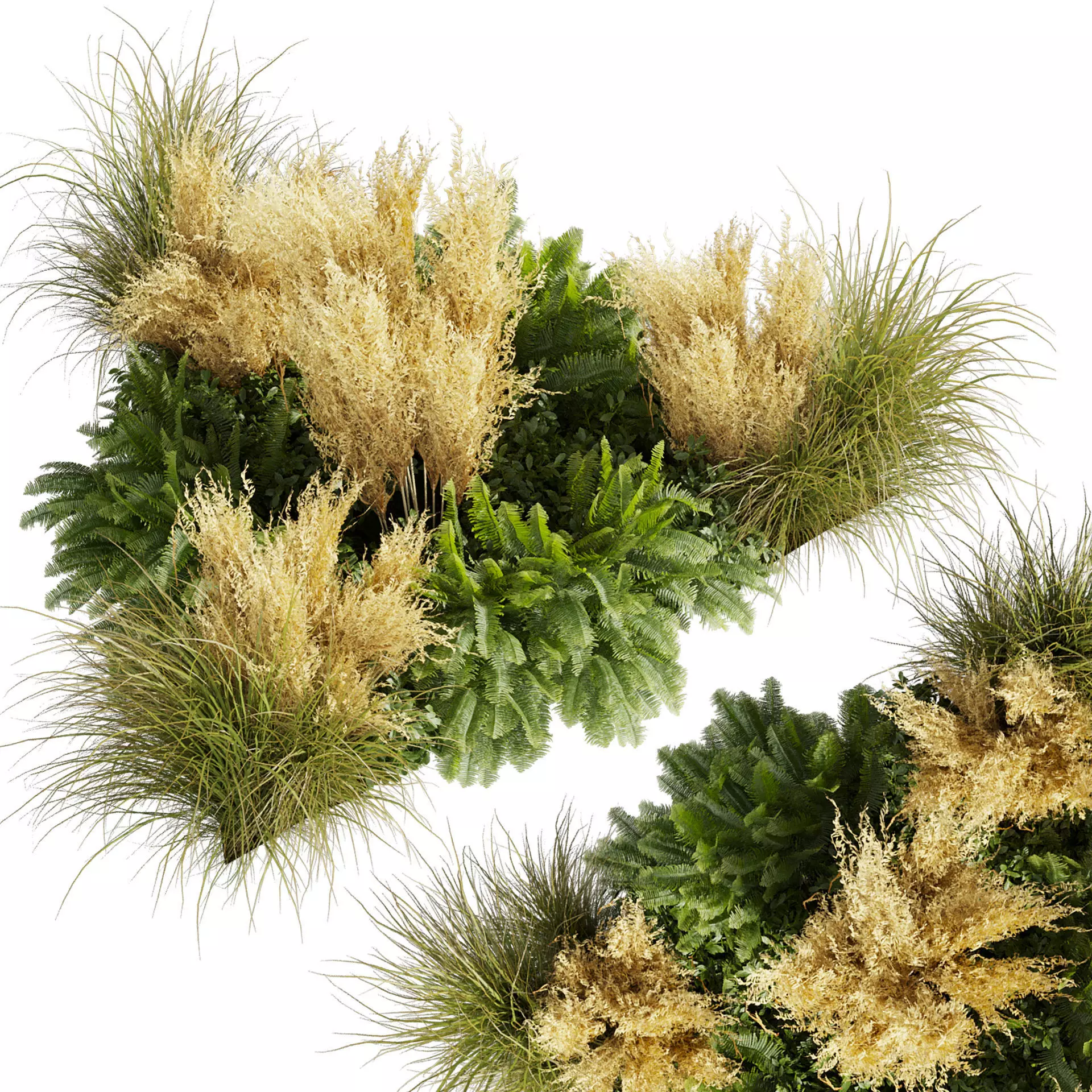 plant vol 875 - garden - pampas - fern - bush 3D model