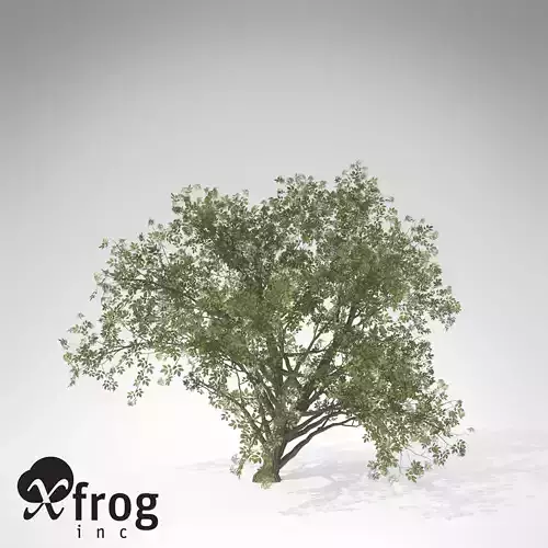 XfrogPlants Elderberry