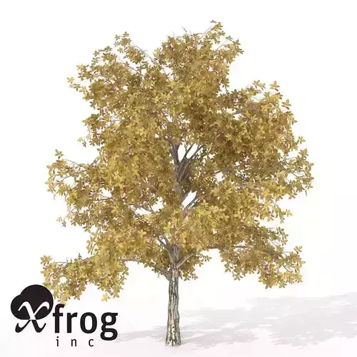 XfrogPlants Autumn European Walnut