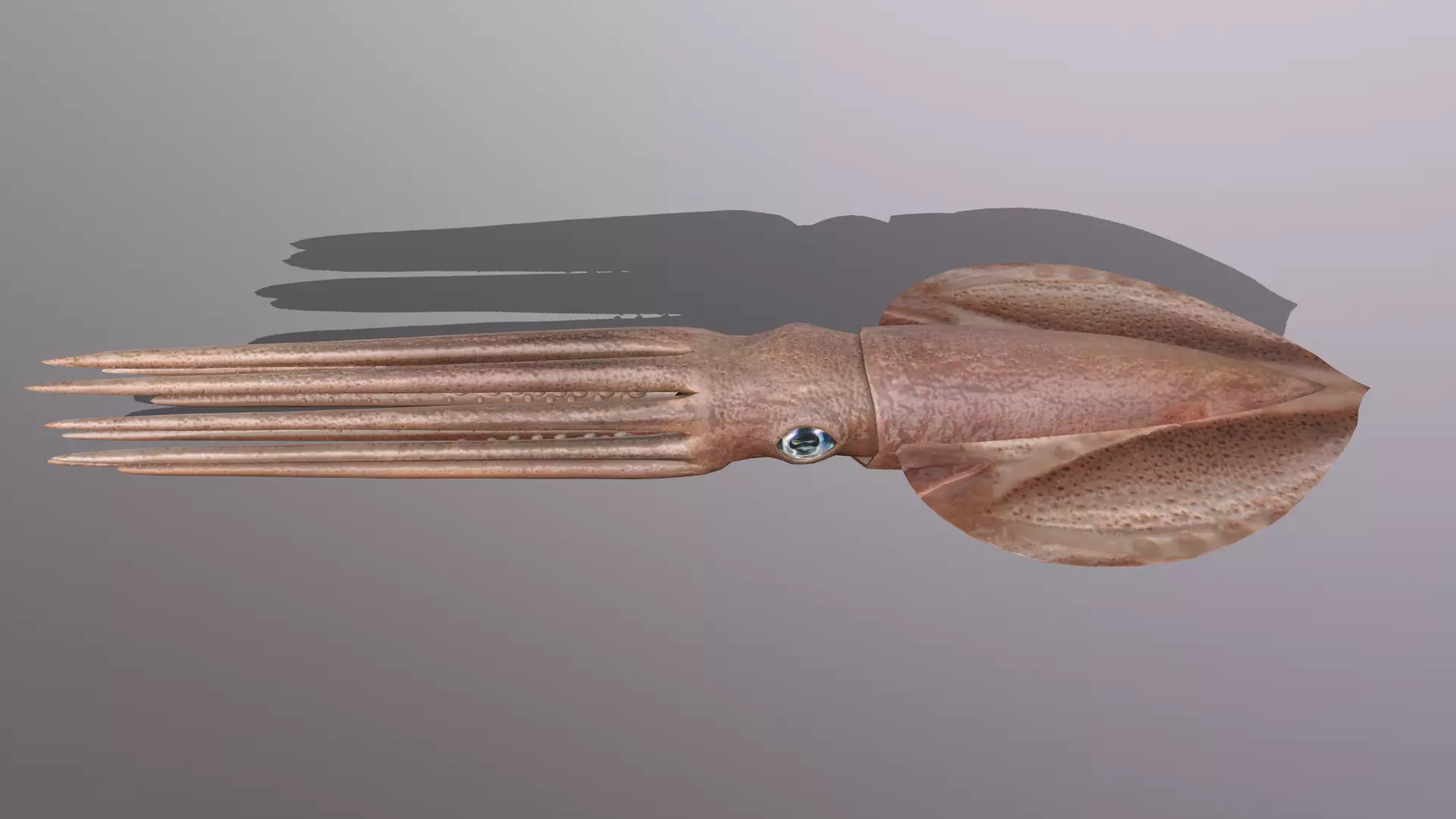 squid Low-poly 3D model