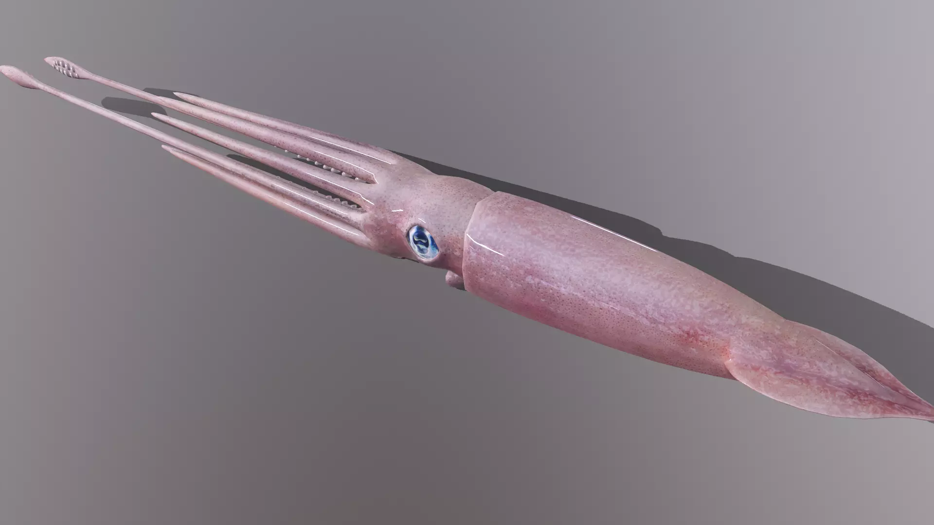 squid Low-poly 3D model