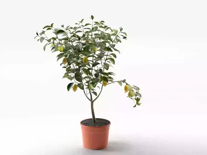 Lemon Tree in Pot 02 3D model