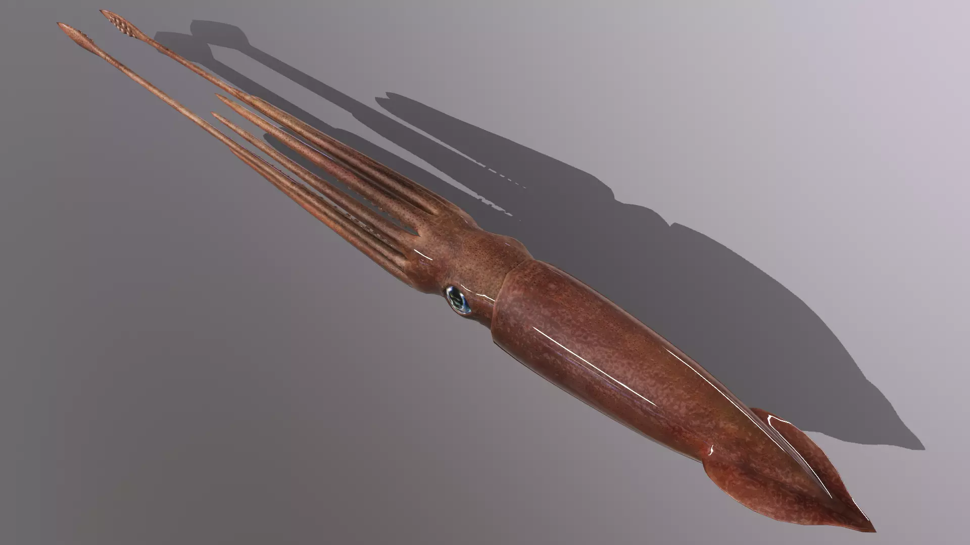 squid Low-poly 3D model