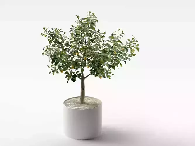 Lemon Tree in Pot 3D model