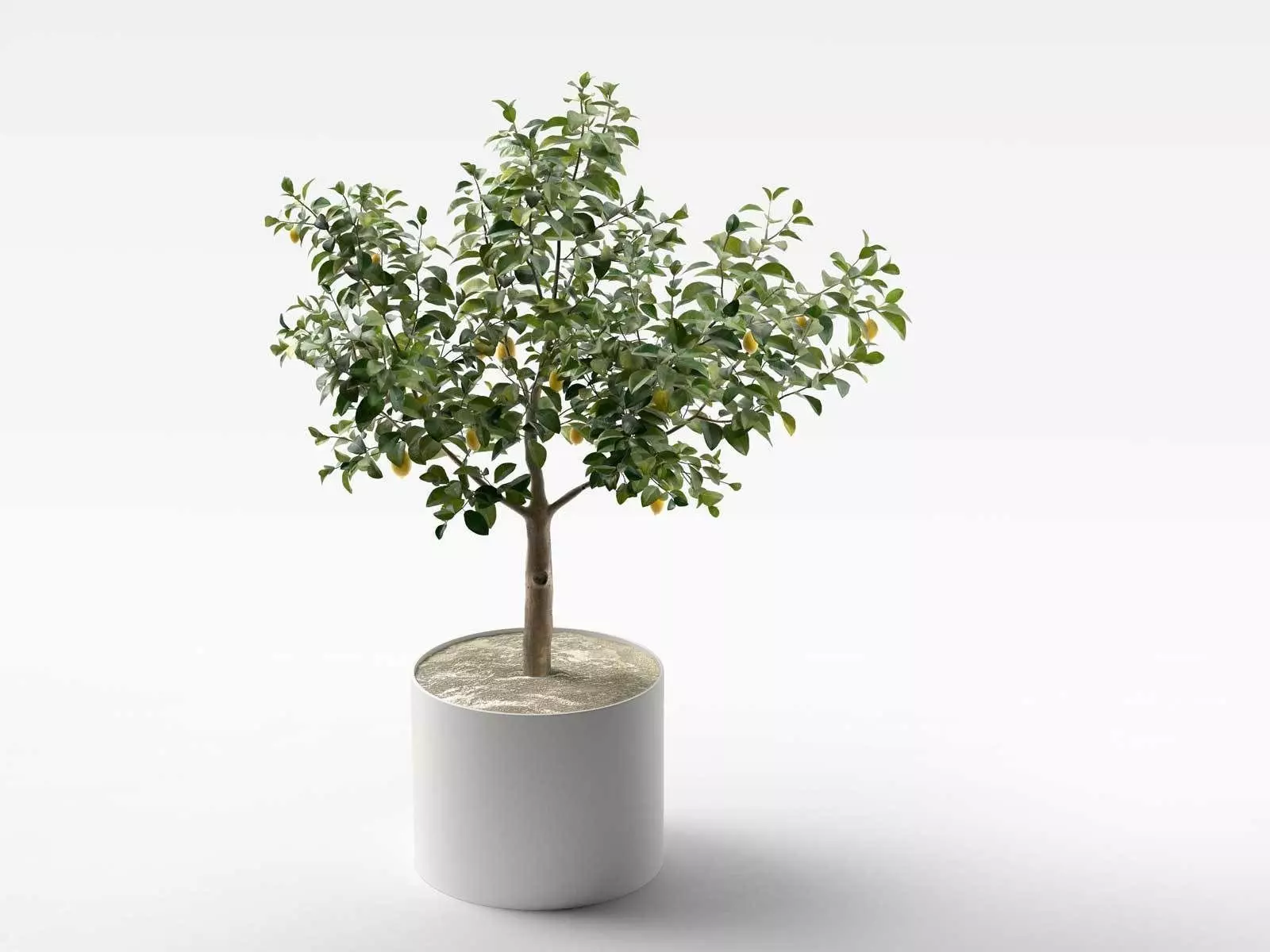 Lemon Tree in Pot 3D model_0