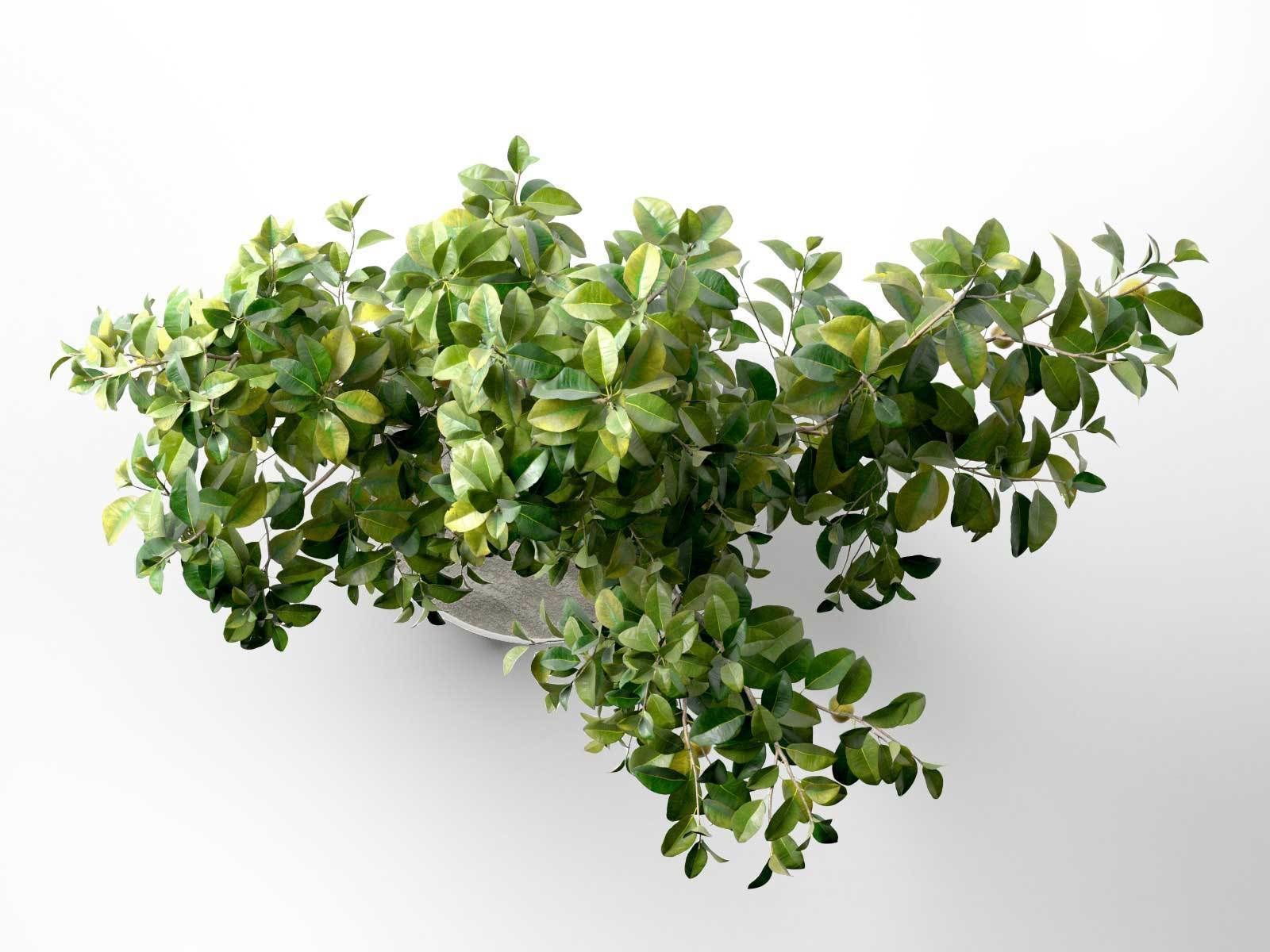 Lemon Tree in Pot 3D model_2