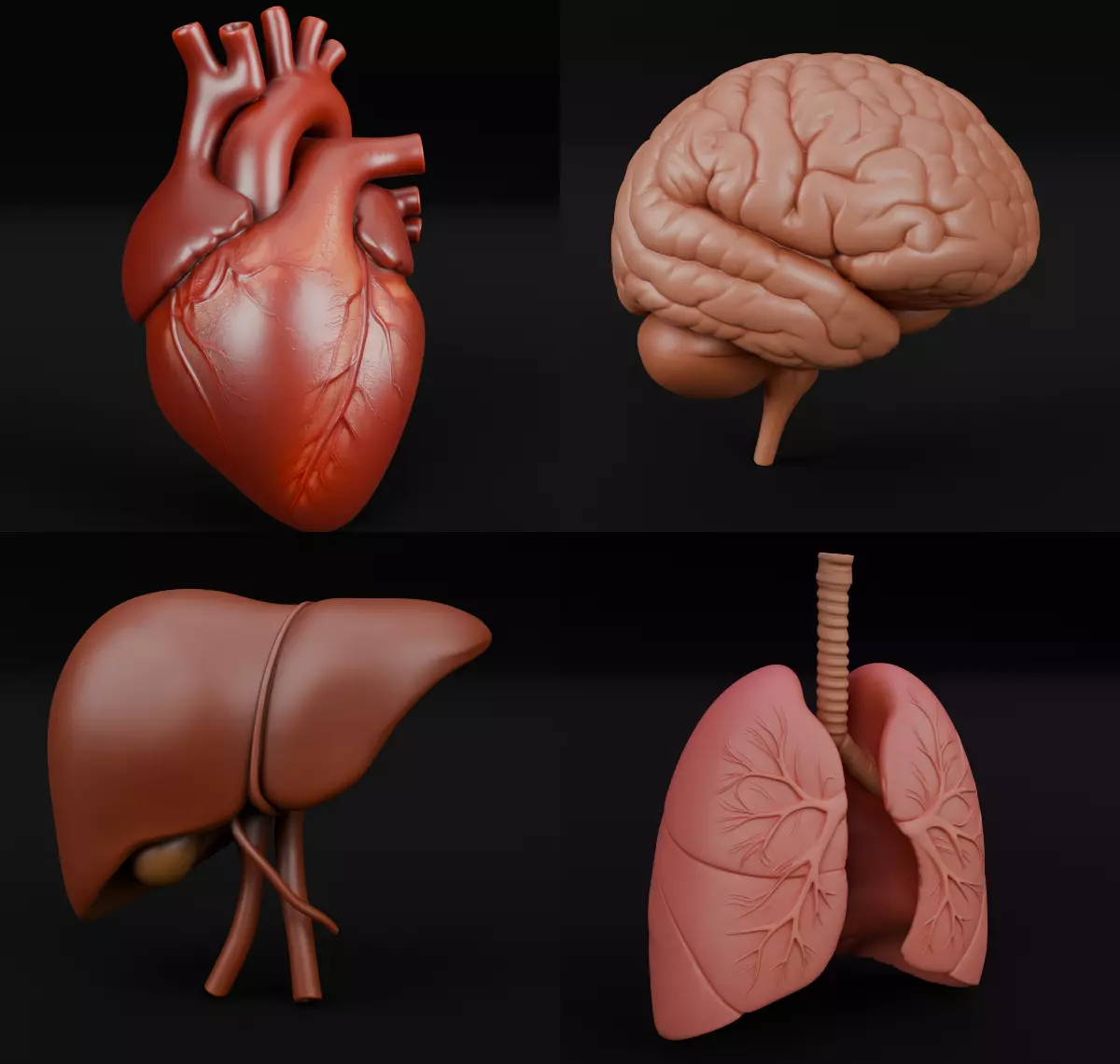 Realistic Anatomic Human Organs premium set 3D model 3D model