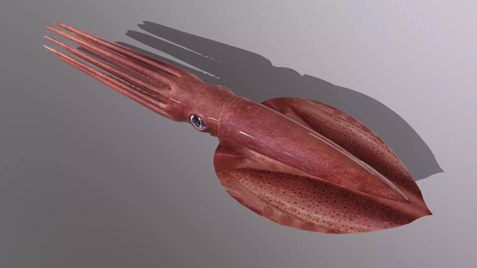 squid Low-poly 3D model