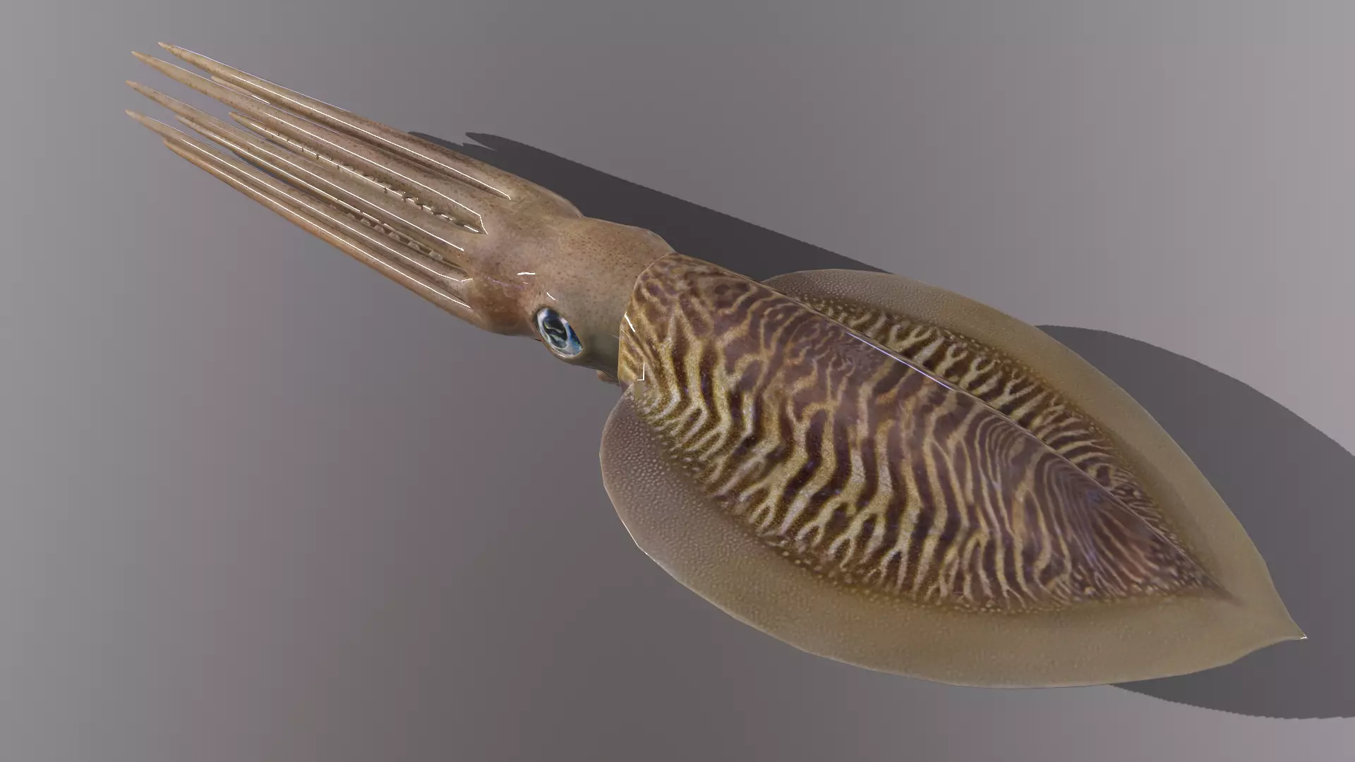 squid Low-poly 3D model