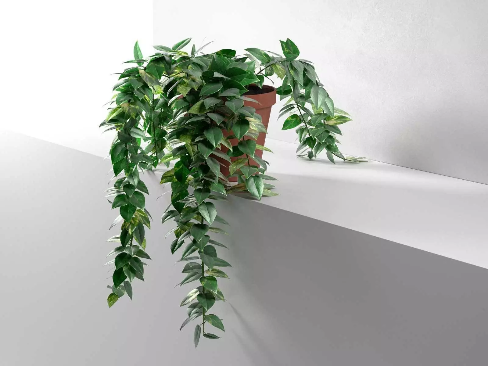 Epipremnum in Pot 3D model_0