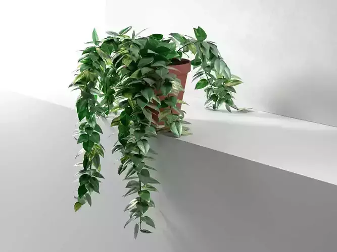 Epipremnum in Pot 3D model