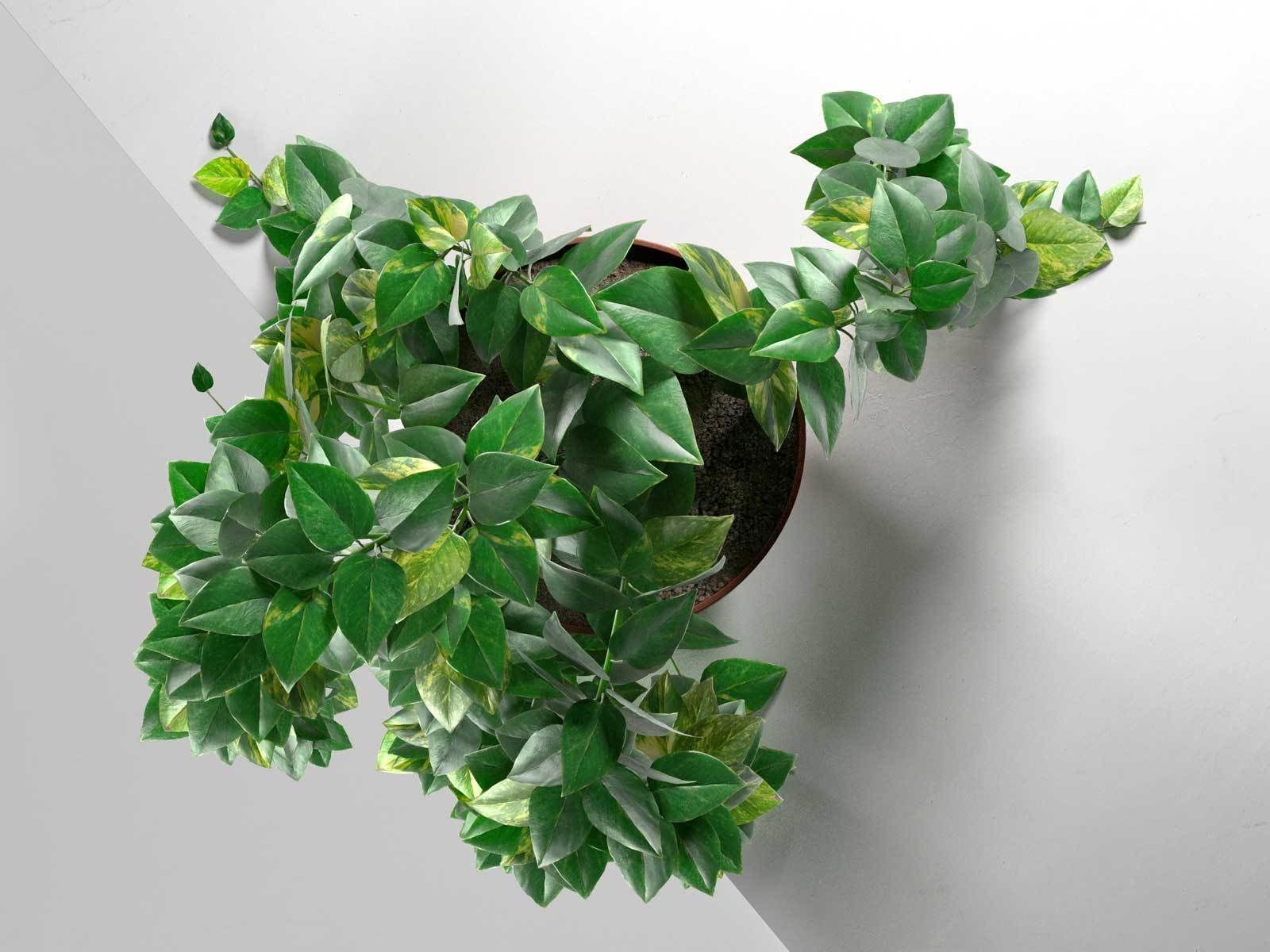 Epipremnum in Pot 3D model_1